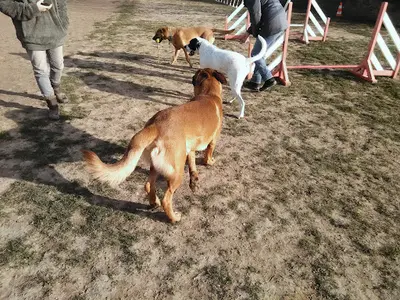 Education et Rééducation Canine