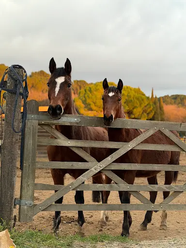 Haras des Figons