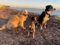 Lou Cadeù - Éducatrice Canin- Sport en Loisir Canin - Professeurs de Doga Certifiée