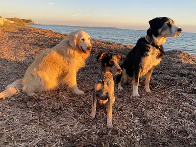 Lou Cadeù - Éducatrice Canin- Sport en Loisir Canin - Professeurs de Doga Certifiée