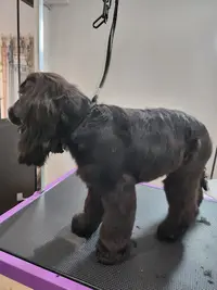 Mademoiselle et Son Chien