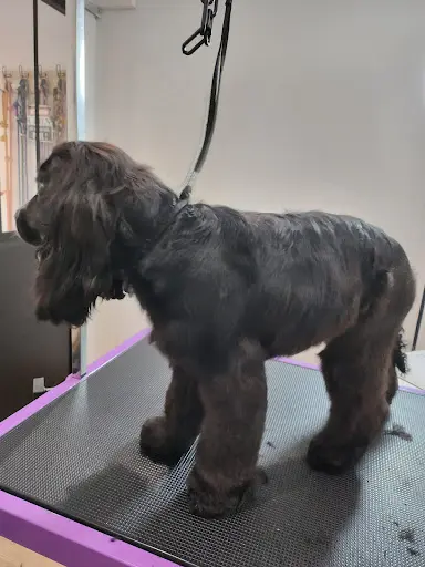 Mademoiselle et Son Chien