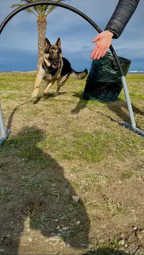 Motiv Canine | Éducatrice Comportementaliste Canin & Petsitter