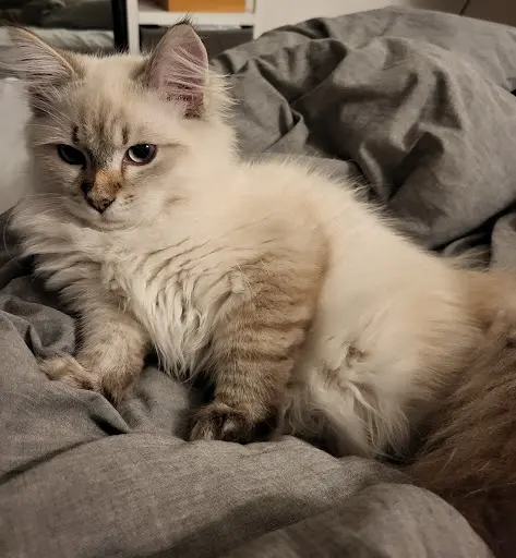 Chatterie du Mont D’artémis, Élevage Familiale de Chat Siberien en Savoie 73