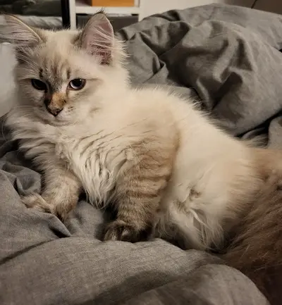 Chatterie du Mont D’artémis, Élevage Familiale de Chat Siberien en Savoie 73