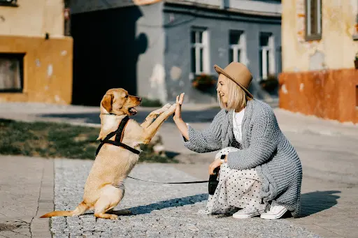 Eduque-ton-chien