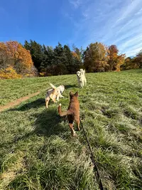 Elodog.coach