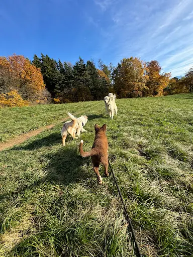 Elodog.coach