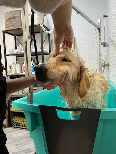 Le Chien Malin
