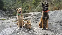 Team Dog des Savoies