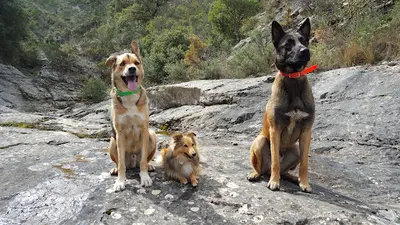 Team Dog des Savoies