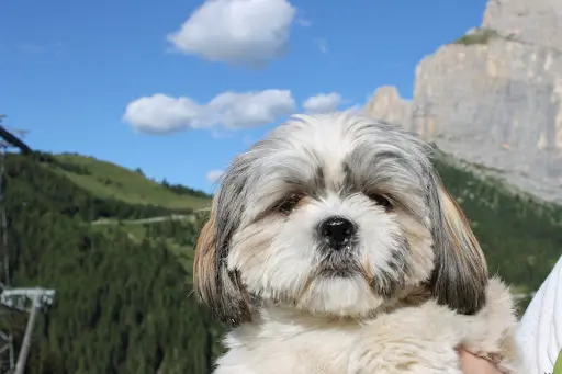 Brin de Toilette Canin