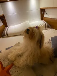 Boule Dog