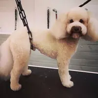 Dog Art 
