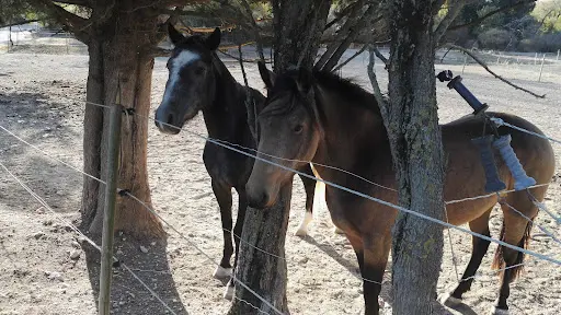 Les Poneys de Chastellus