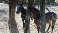 Les Poneys de Chastellus