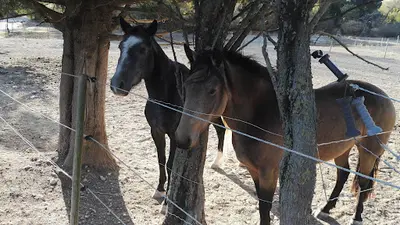 Les Poneys de Chastellus