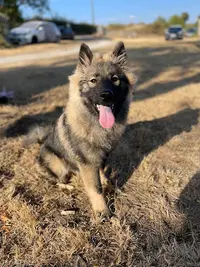 Elevage des Semper Fi Loups, Élevage Familial d'Eurasier