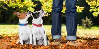 V Educ-ton-chien - Véronique Educateur Comportementaliste Canin À Albert et Pension Familiale