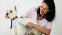 Albertville Beauté Canine
