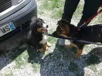 Association Canine Albertvilloise