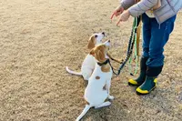 Respectdogs Éducateur Canin Albertville
