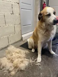 Ani’maïlys Toilettage