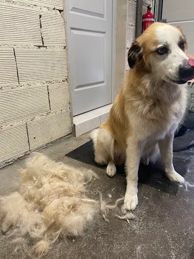 Ani’maïlys Toilettage