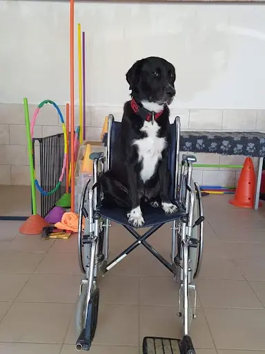 Os-cours Dog