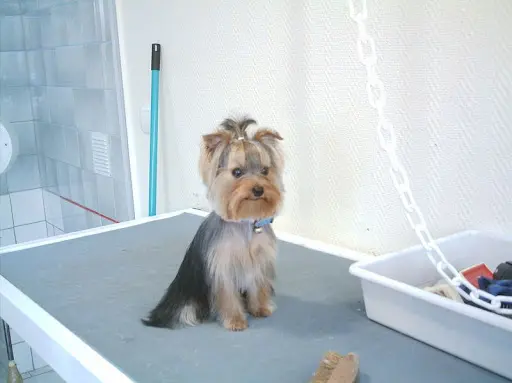 Les Aristochiens - Salon de Toilettage Canin À Alençon