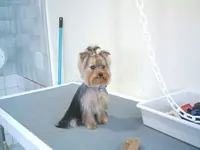 Les Aristochiens - Salon de Toilettage Canin À Alençon