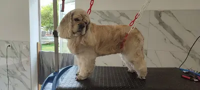 Dog O Chic