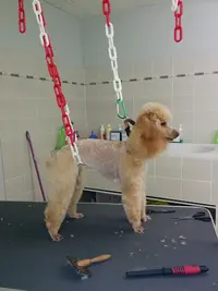 Home My Dog