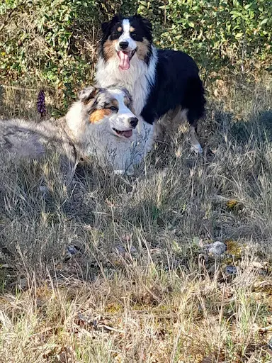 Pension Canine Familiale d'Aurélie