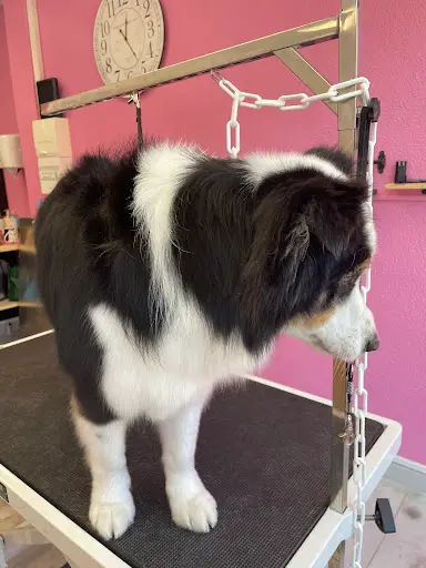 Ruby Toilettage Canin