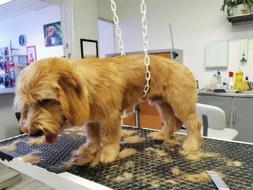 Cab Hochard (salon de Toilettage Canin)