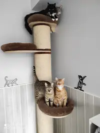 l'Instant Félin