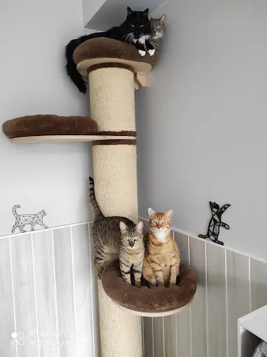l'Instant Félin