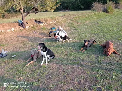 Edu Canine Allauch
