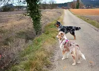 4 Pattes en Cévennes, Éducateur Comportementaliste Canin et Félin