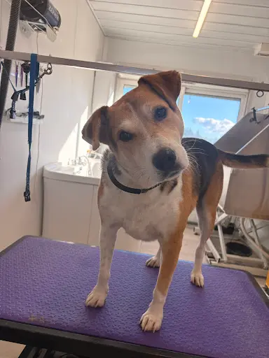 Thaladog Toilettage Mallemort