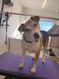 Thaladog Toilettage Mallemort