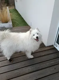 Artic Cobaka