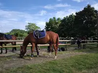 Allonnes Equitation