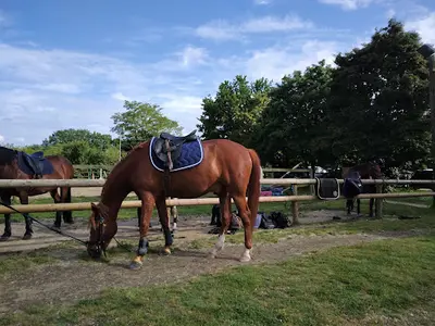 Allonnes Equitation