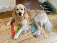 Fashion Dog
