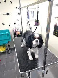 Look Dog