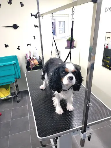 Look Dog