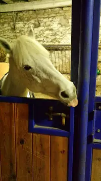 Poney Club Domaine de Romazières