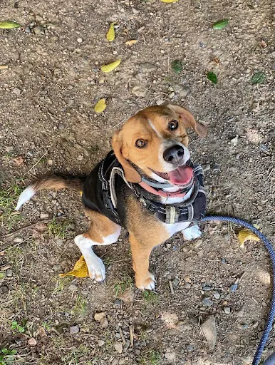 l'Empreinte Cyno - Educateur Canin Comportementaliste